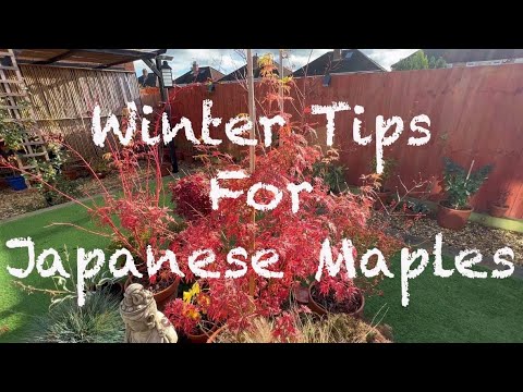 Japanese maples, winter hints and tips. How to get your trees ready for winter and what not to do!