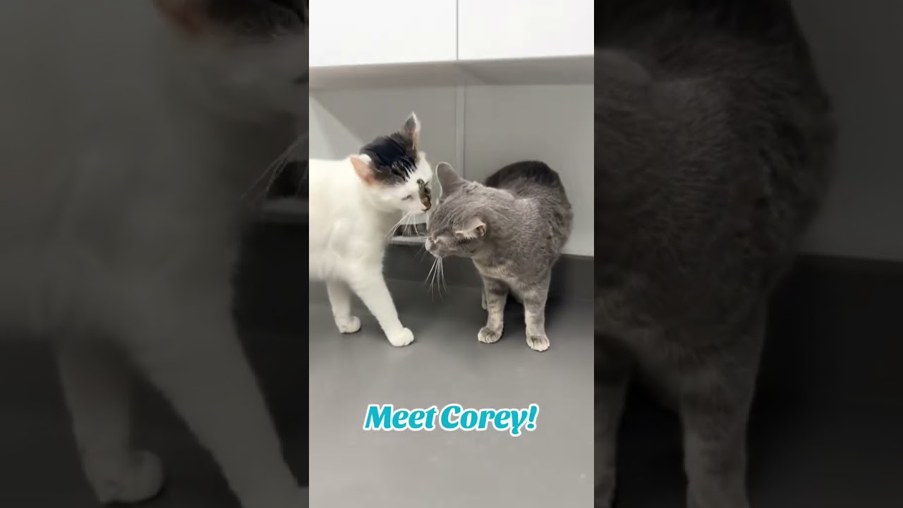 Enlarge Corey, an adopted mixed breed in Tinley Park, IL video 4/4