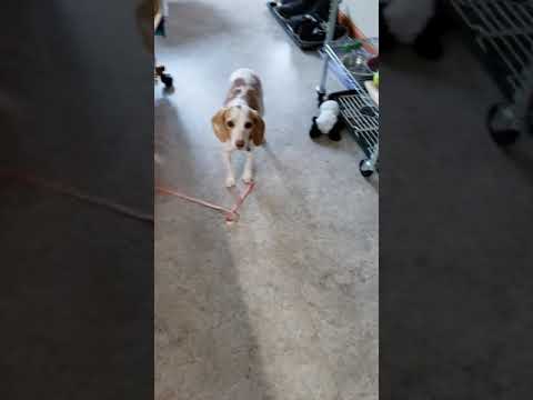 Beagle dog training