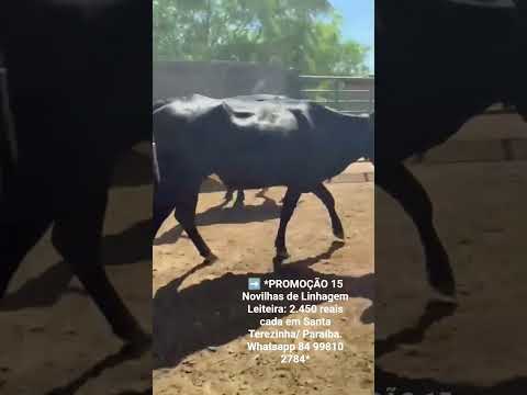 15 Novilhas de Linhagem Leiteira: 2.450 reais cada em Santa Terezinha/ Paraíba. ZAP 84 99810 2784*