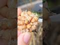 Garlic Seed Bulbils Grow Garlic From Seed Gardening