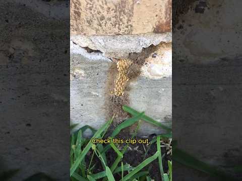 LETS TALK TERMITES!
