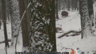 preview picture of video 'Driven Wild Boar Hunting'