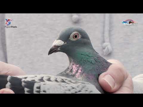 Nationale Kampioenen NPO/WHZB/TBOTB 2022 Midfond