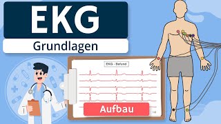 EKG - Grundlagen einfach erklärt (Entstehung, Ableitungen)