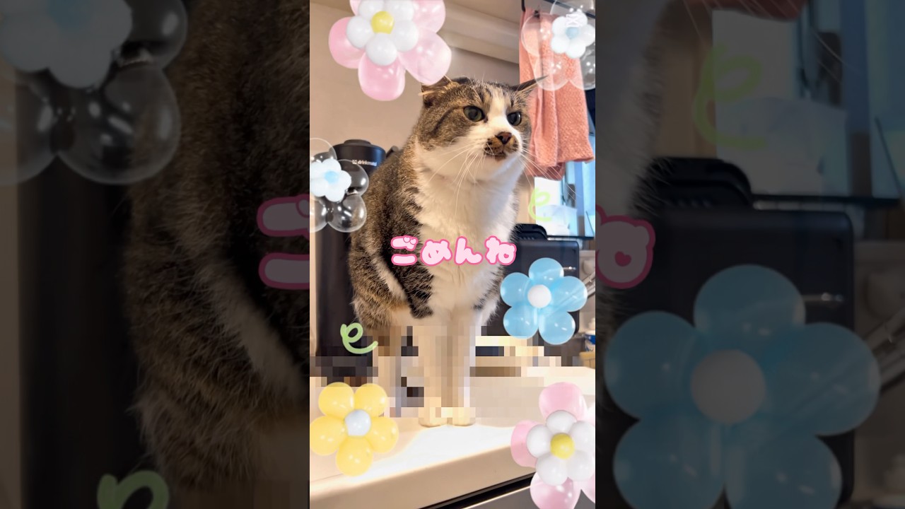 #cat  そこですな