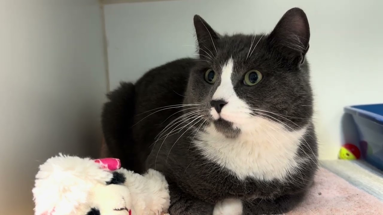 Sebastian , an adopted Domestic Short Hair in Clifton, NJ video 6/6