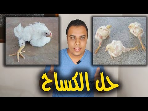 , title : 'حل الكساح // عشاق الدواجن'