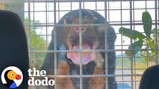 Bear Lived His Whole Life In A Small Cage — Until Now | The Dodo