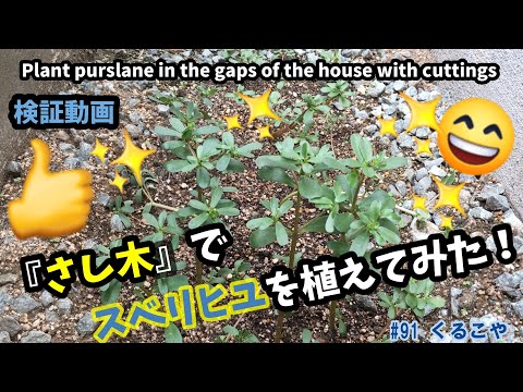 スベリヒユ 植物