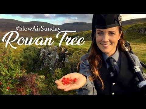 Rowan Tree #SlowAirSunday