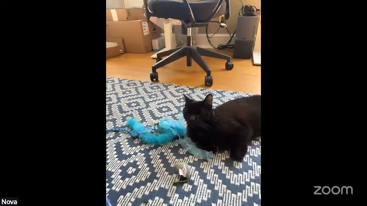 Enlarge Nova, a Adoptable Domestic Short Hair in Washington, DC video 5/5