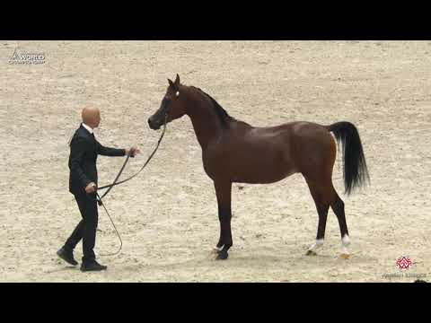 N 108 DOSAR ALSAYED   Paris 2019   Yearling Colts Class 4B