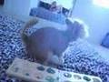 Buddy Humps His Toy Dog Very Funny