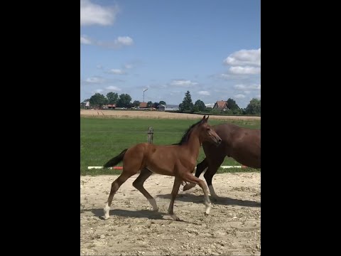 Stutfohlen *2021 v. TAURUS/Don Juan de Hus