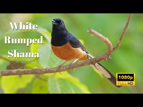 The White Rumped Shama Kauai’s Beautiful Bird with a Unique Voice | Hawaii's Secret Singer on Kauai