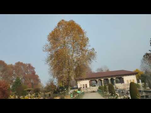 Shalimar Garden view 3 #srinagar 141125