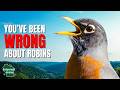 5 Things You Didn't Know About Robins!