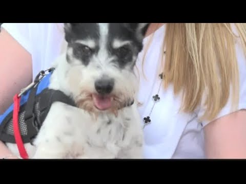 Nearly 7 million dogs suffer from this heart disease. This woman helped bring a life-saving procedur