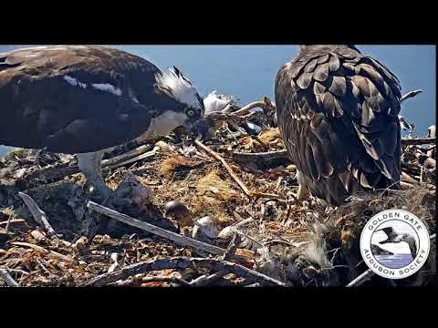 May 8th First Osprey chick hatched and being fed