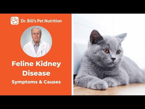 Feline Kidney Disease | Symptoms, Causes, & Treatments | Dr. Bill's Pet Nutrition