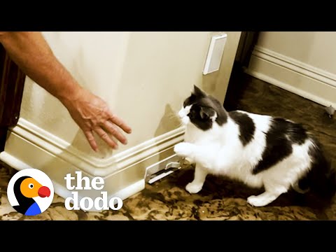 Rescue Kitten Begs To Go To Sleep So She Can Snuggle Her Dad In The Morning | The Dodo Cat Crazy