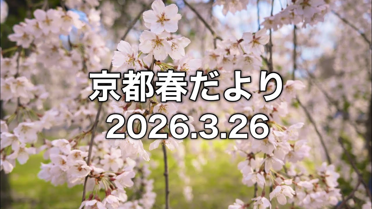 【京都桜速報】2026.3.26嵐山・蹴上インクライン・京都御所・円山公園・平野神社・南禅寺・木屋町・半木の道
