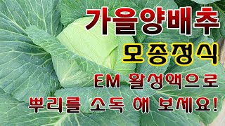 [텃밭농부. 1,217]  가을양베추 모종정식. EM 으로 뿌리 소독방법 #양배추재배