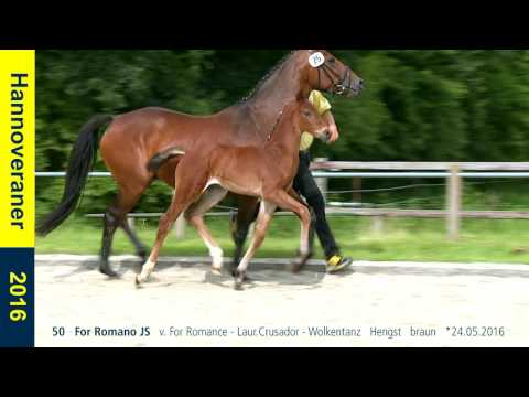 50   For Romano JS   v  For Romance   Laur Crusador   Wolkentanz   Hengst   braun   24 05 2016