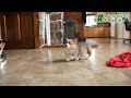 Welsh Corgi Pembroke dogs for sale: Ryan - Video 1