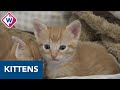 55 kittens in Haags Dierencentrum zoeken baasje - OMROEP WEST