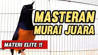 Download lagu Masteran MURAI BATU JUARA || Materi Elite #juaranasional  mp3