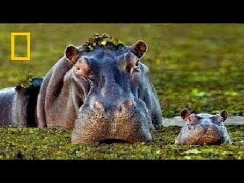 Documentary National Geographic AMERICA | Country Strangest Planet Nat geo Wild