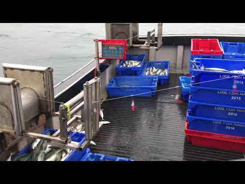 Two Belitronic BJ5000ex jiggers fishing for Mackerel. Cornwall 2018.