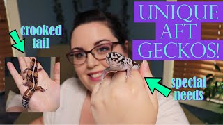 My UNIQUE African Fat-Tailed Geckos!