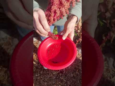 Harvesting Amaranth