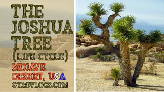 The Joshua Tree Life Cycle Mojave Desert USA Yucca Brevifolia GTAO Vlogs