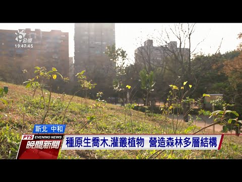 台灣原生種植物喬木