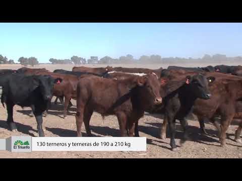 Remate Bonsmara de Cabañas Cordobesas, El Triunfo, 130 terneros y terneras