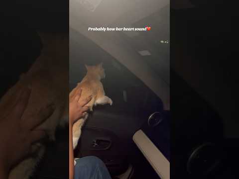 My Shayla😩😩 #ameesha #islandlife #onemillionviews #love #catsofyoutube