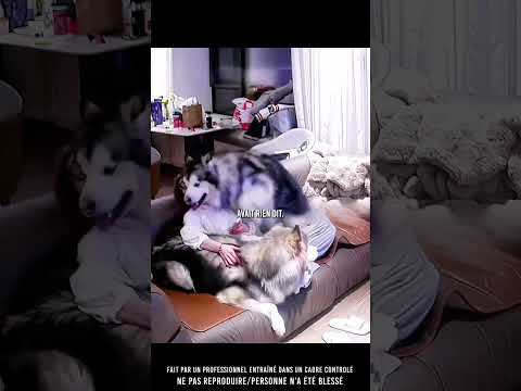 😳 Quand tes chiens essaient de t’alerter…