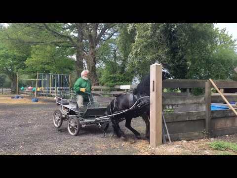 Rearing, Pawing and Dangerous Lunging Forward When Asked to Stand