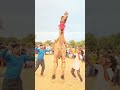 Unt Ka Jump Mele Me Camel Unt Animaldance