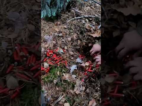 Вауч!!! Целая куча красненьких лежала в лесу. Мы все это нашли и применили!