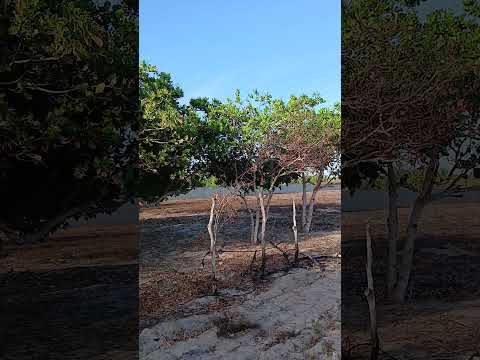 mas um vídeo mostrando a paisagem do sítio cajueiro Lagoa salgada RN