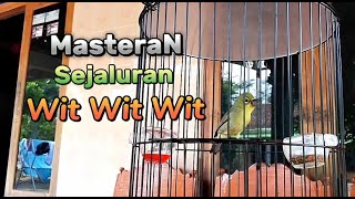 Download lagu Masteran Pleci Nembak Sejalur Wit Wit Wit mp3