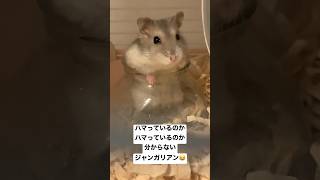 新しいトイレにハマってるのかハマっているのかわらないジャンガリアンハムスターはこちらです🥹 # #animals #可愛い #動物 #ハムスター