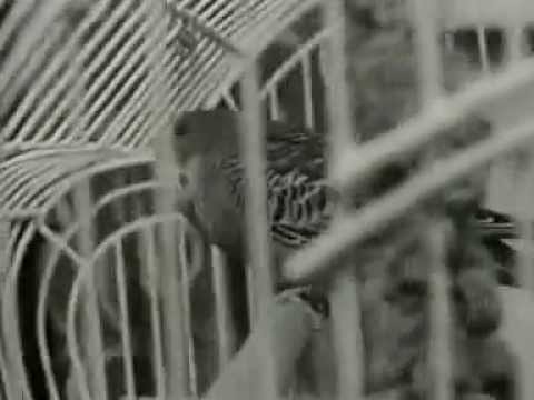 Sunday Dinner - Radio Memories