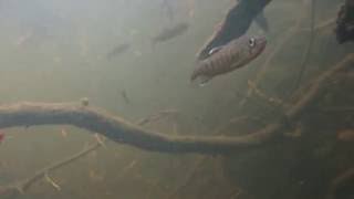 preview picture of video 'Juvenile Coho Salmon, Thompson Creek 02/12/2014'
