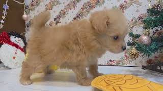 ハーフ犬の動画01